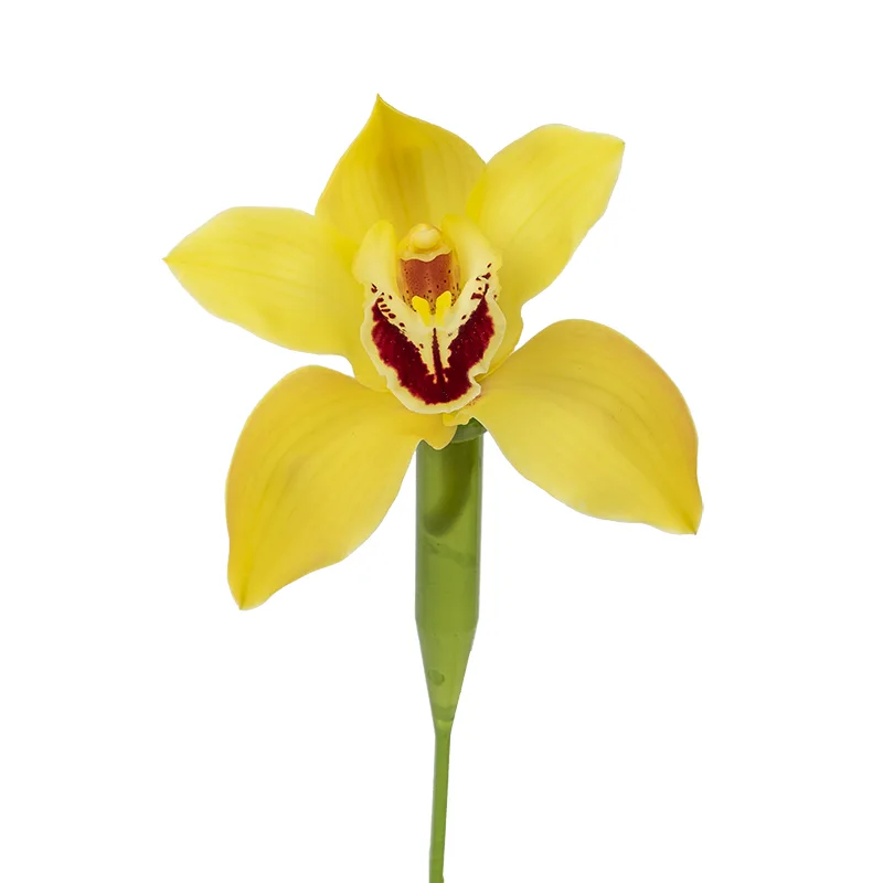 Орхидея Цимбидиум жёлтая (00032)
