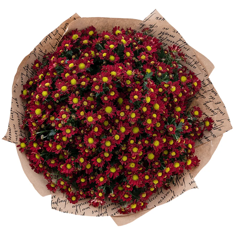 Букет из 23 красных кустовых хризантем Сантини Мадиба Дунга Рэд (02938)