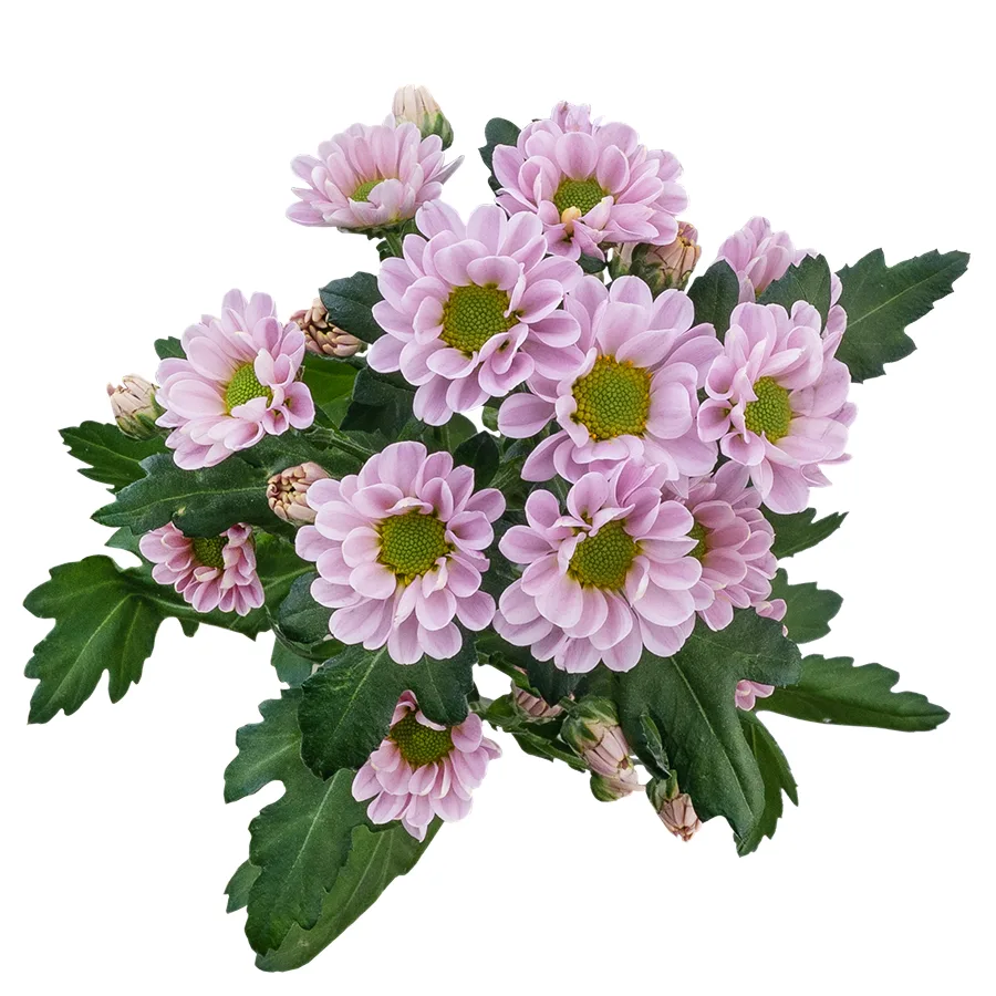 Хризантема кустовая нежно-розовая Сантини Росси Пинк (02832)
