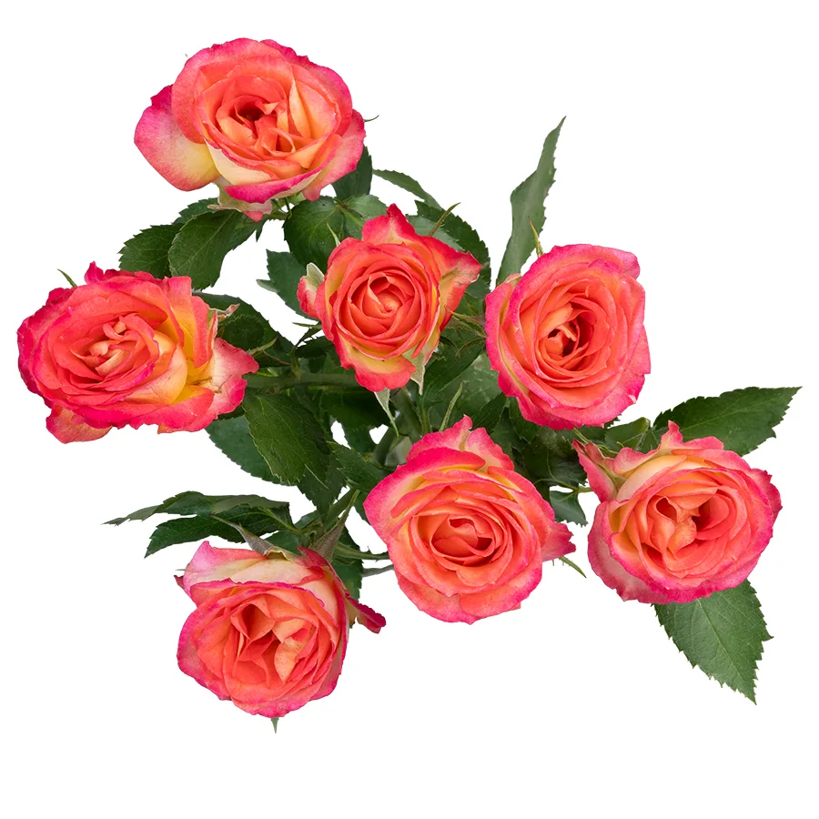 Роза кустовая желто-красная Саммер Денс 60 см (03120)