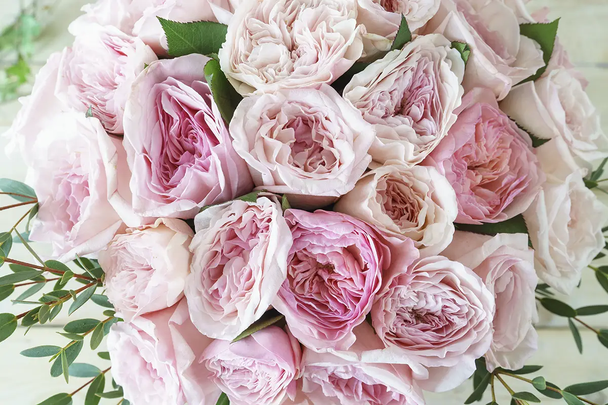 Букет из ароматных розовых садовых роз сердцем (00762)