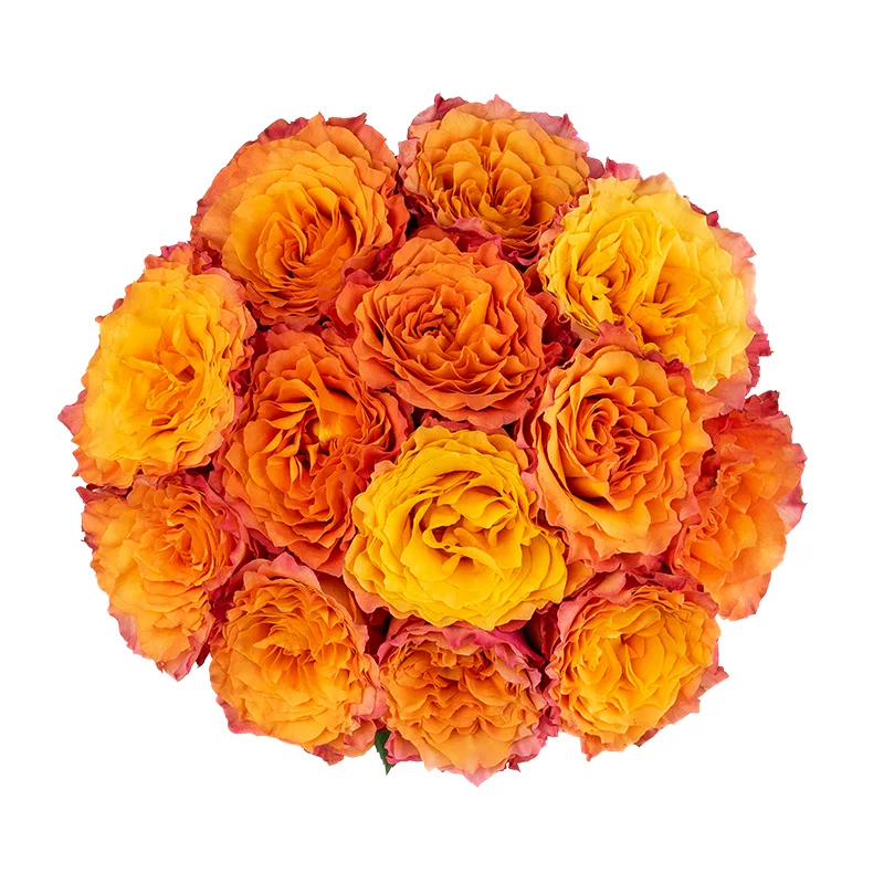 Букет из 13 оранжево-коралловых пионовидных роз Фри Спайрит (01593)