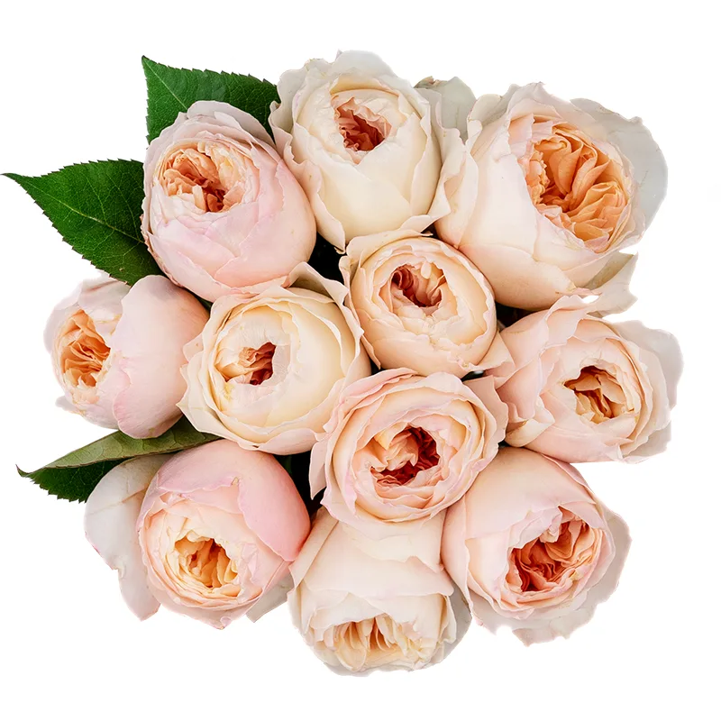 Букет из 11 персиковых садовых роз Дэвида Остина Джульетта (01459)
