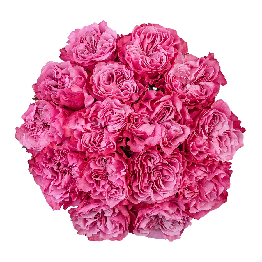 Букет из 15 сиренево-розовых пионовидных роз Кантри Блюз (02962)