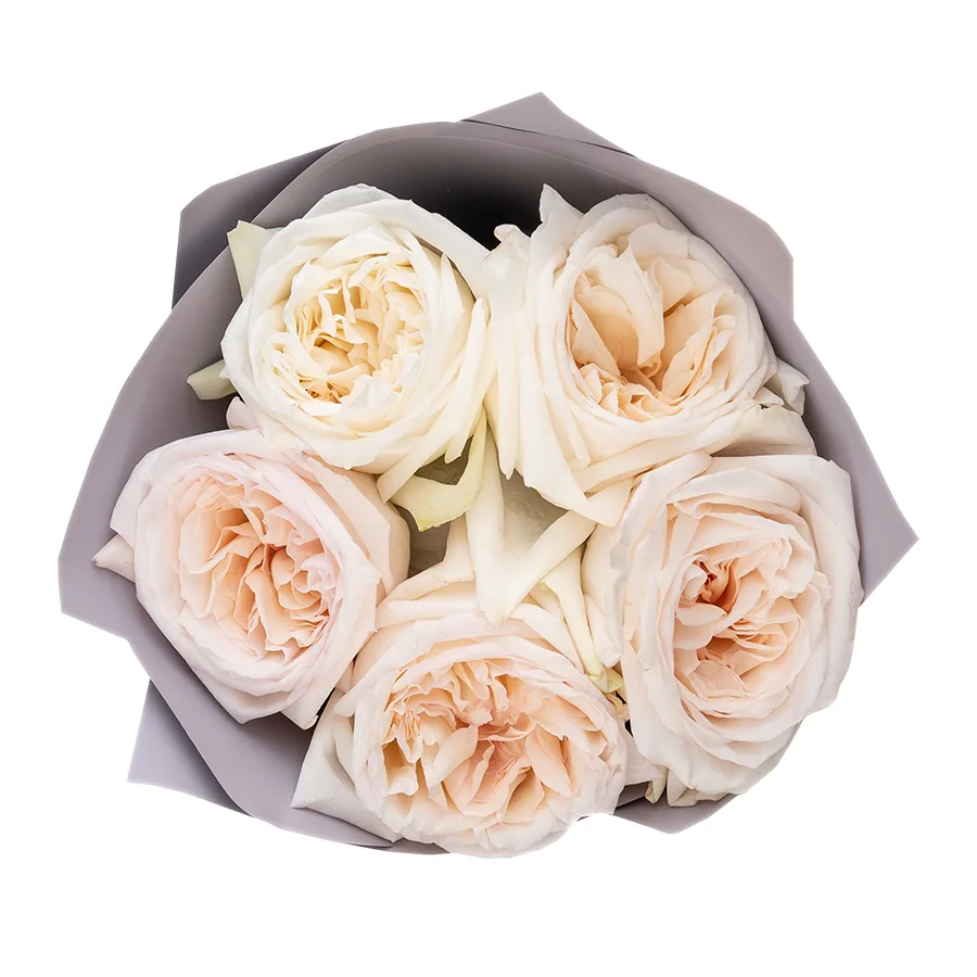 Букет из 5 ароматных белых садовых роз Вайт О Хара в упаковке (02547)