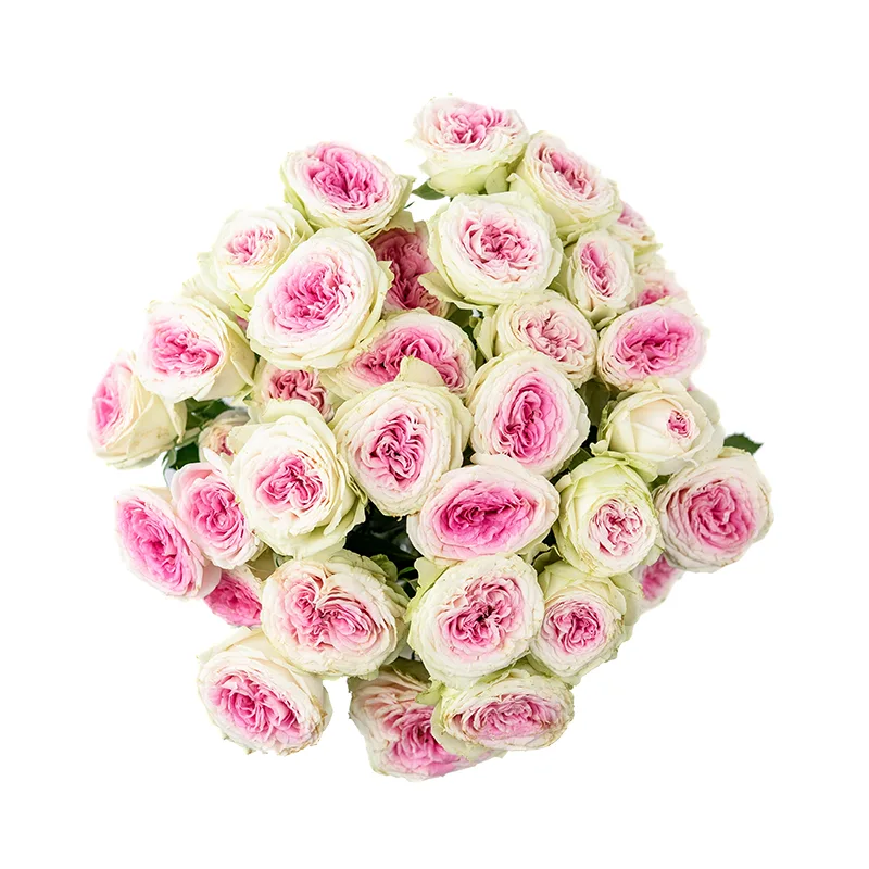 Букет из 7 розовых кустовых пионовидных роз Джелато (01174)
