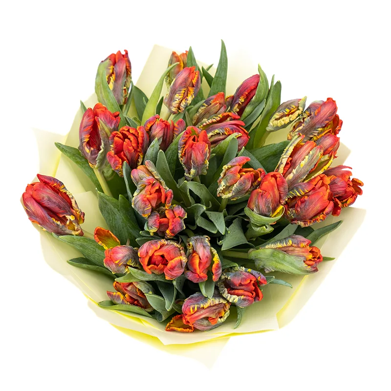 Букет из 29 красных попугайных тюльпанов Пэррот Рококо (01986)