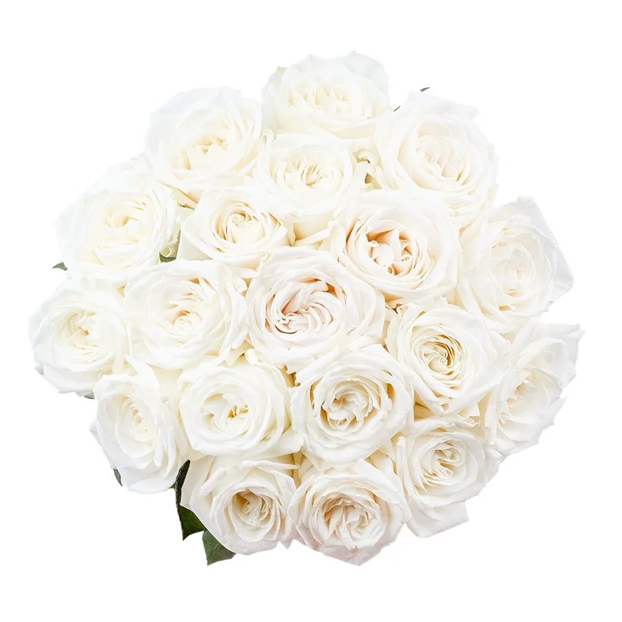 Букет из 19 ярко-белых садовых роз Плайя Бланка (02160)