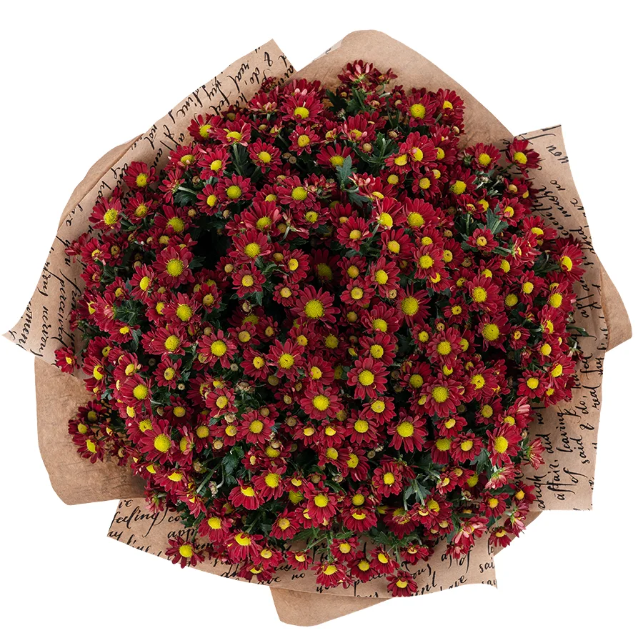 Букет из 25 красных кустовых хризантем Сантини Мадиба Дунга Рэд (02937)