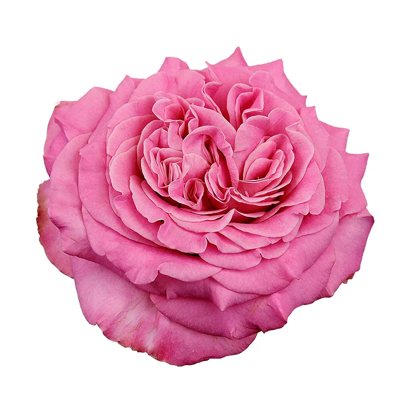 Роза садовая розовая Эшли (00211)