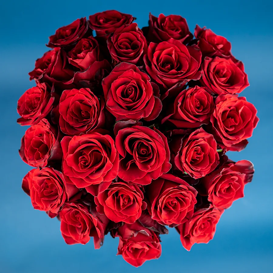 Букет из 25 тёмно-красных роз Эксплорер (01547)