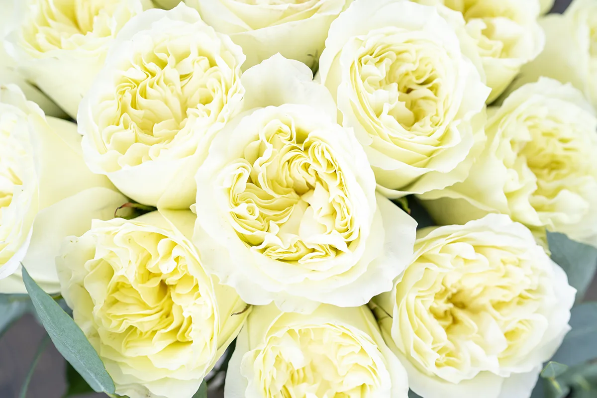 Букет из 21 белой садовой розы Майра (01111)