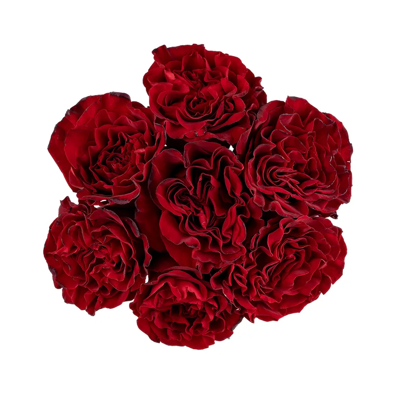 Букет из 7 тёмно-красных садовых роз Вонтед (01751)