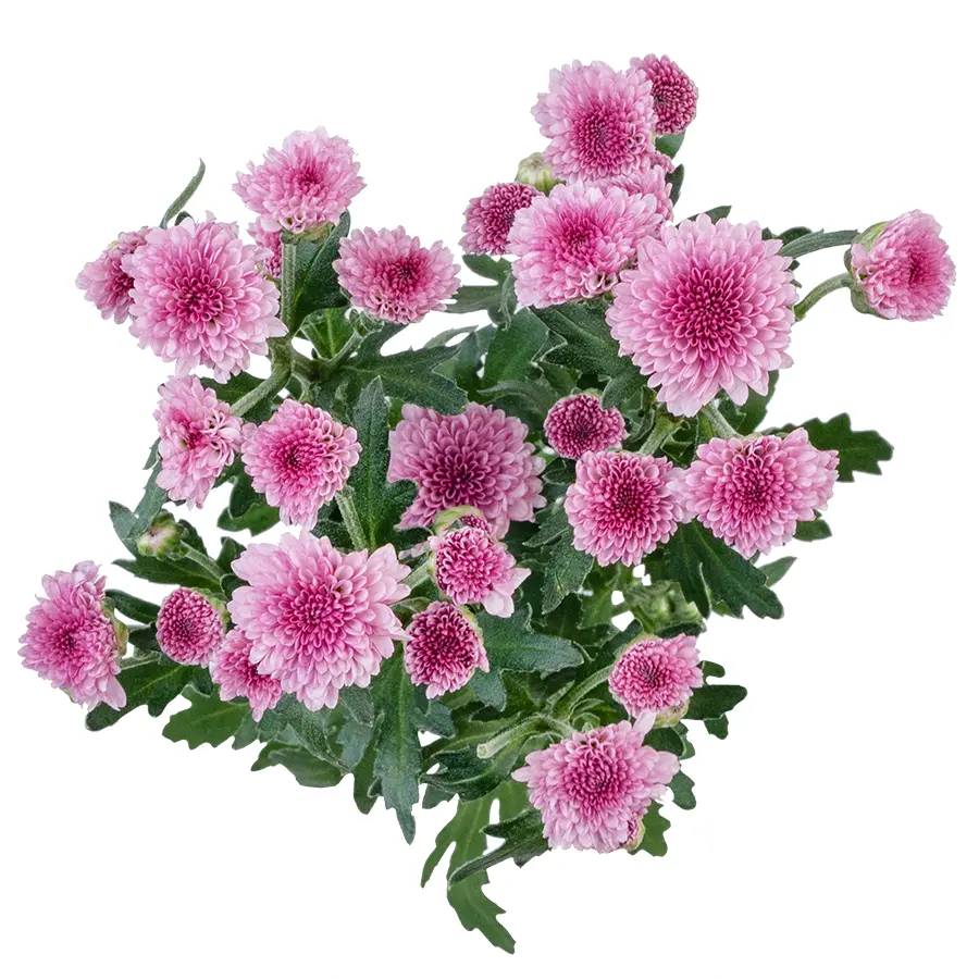 Хризантема кустовая темно-розовая Сантини Мадиба Пинк Тёло (02682)