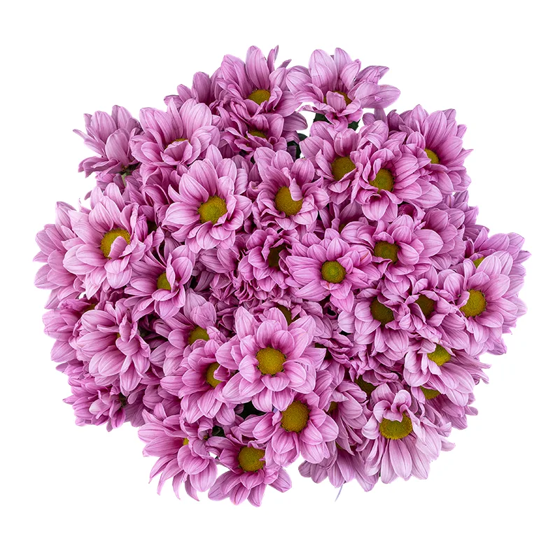 Букет из 11 розовых кустовых хризантем (01783)