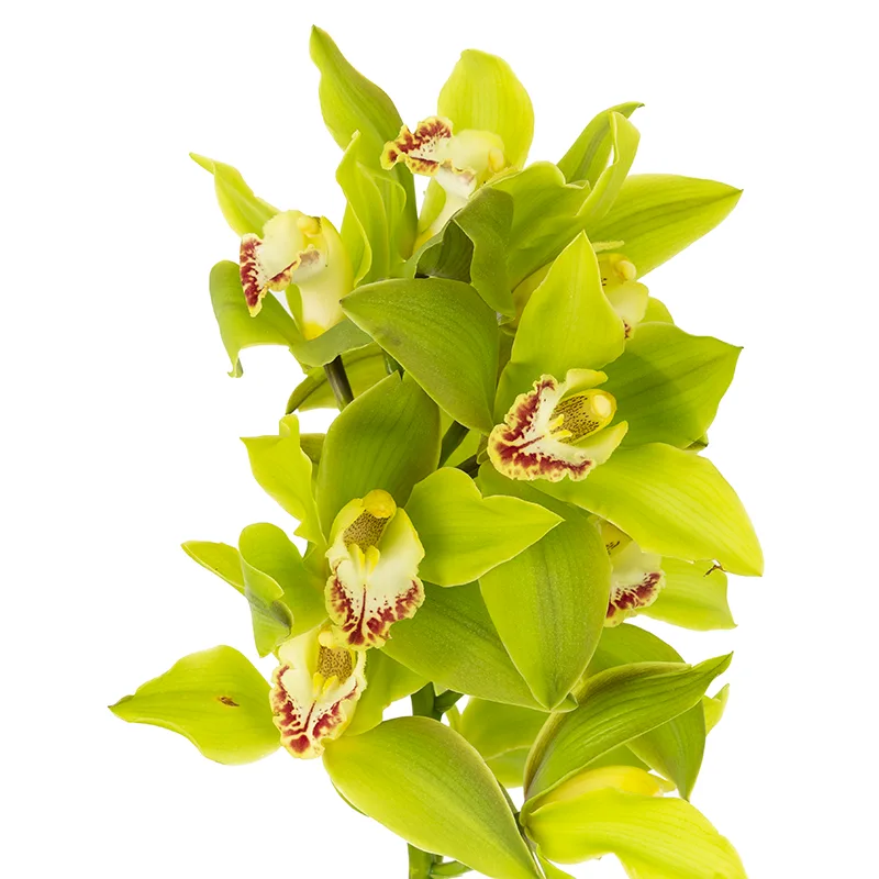 Орхидея Цимбидиум зелёная ветка (00046)