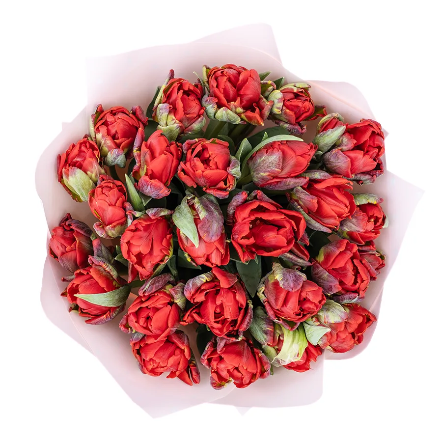 Букет из 21 красного густомахрового тюльпана Рококо Дабл (02272)