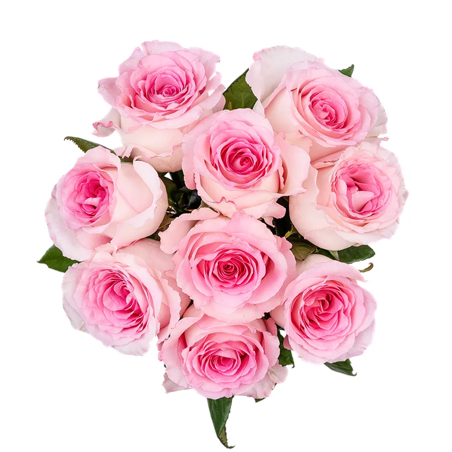 Букет из 9 бело-розовых роз Мандала (02667)