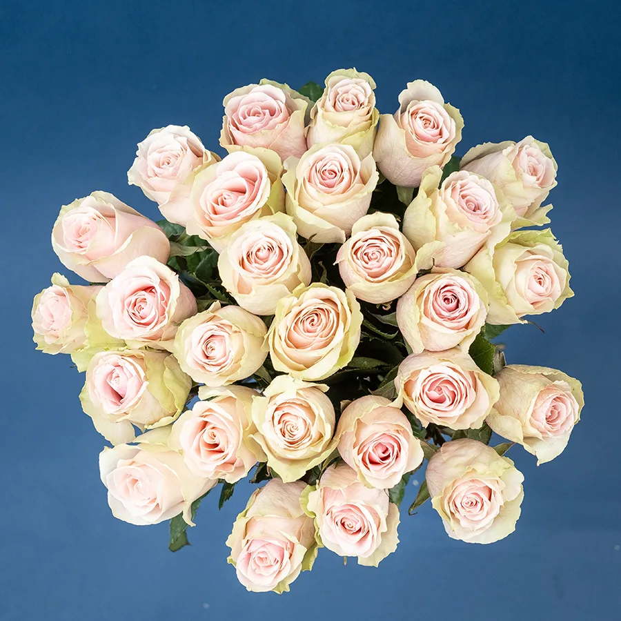 Букет из 27 светло-розовых роз Фрутетто (02210)
