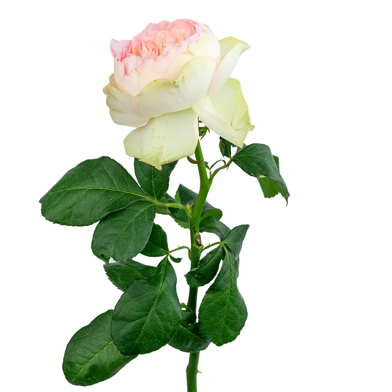 Роза садовая кремово-розовая Пинки Пай (00520)