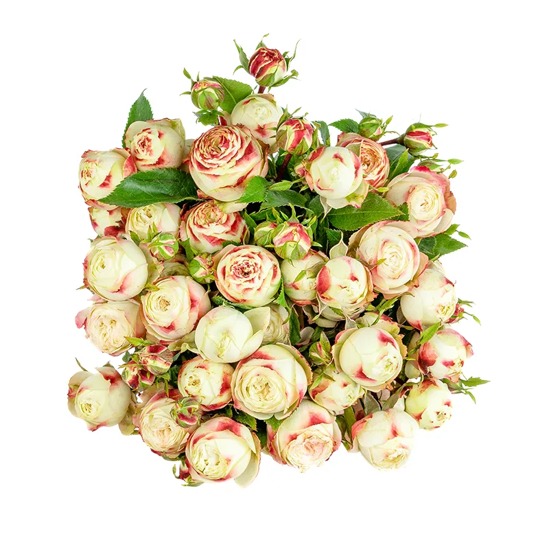 Букет из 7 бело-красных кустовых роз Латин Помпон Фрилендер (01507)