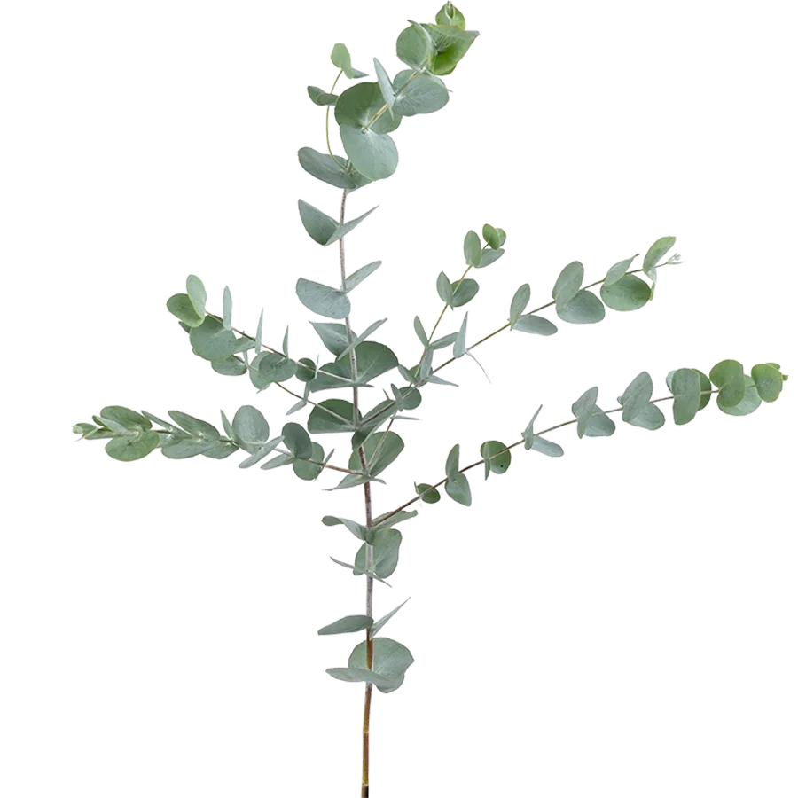 Зелень эвкалипт (Eucalyptus) (00007)