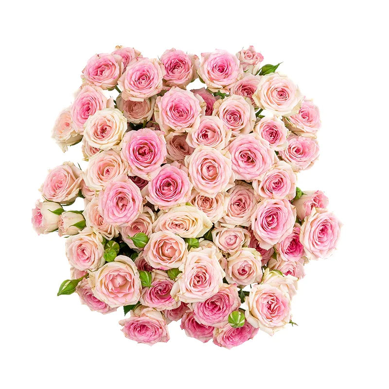 Букет из 11 розовых кустовых роз Креми Твистер (01652)