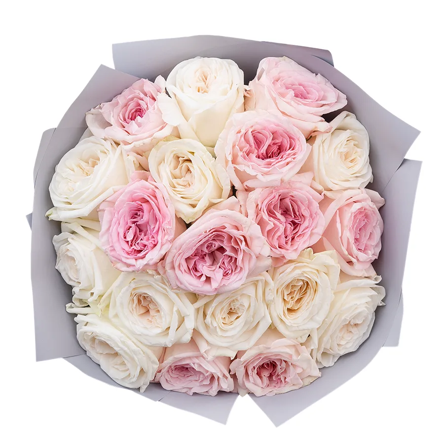 Букет из 19 ароматных белых и розовых садовых роз Вайт и Пинк О’Хара (02805)
