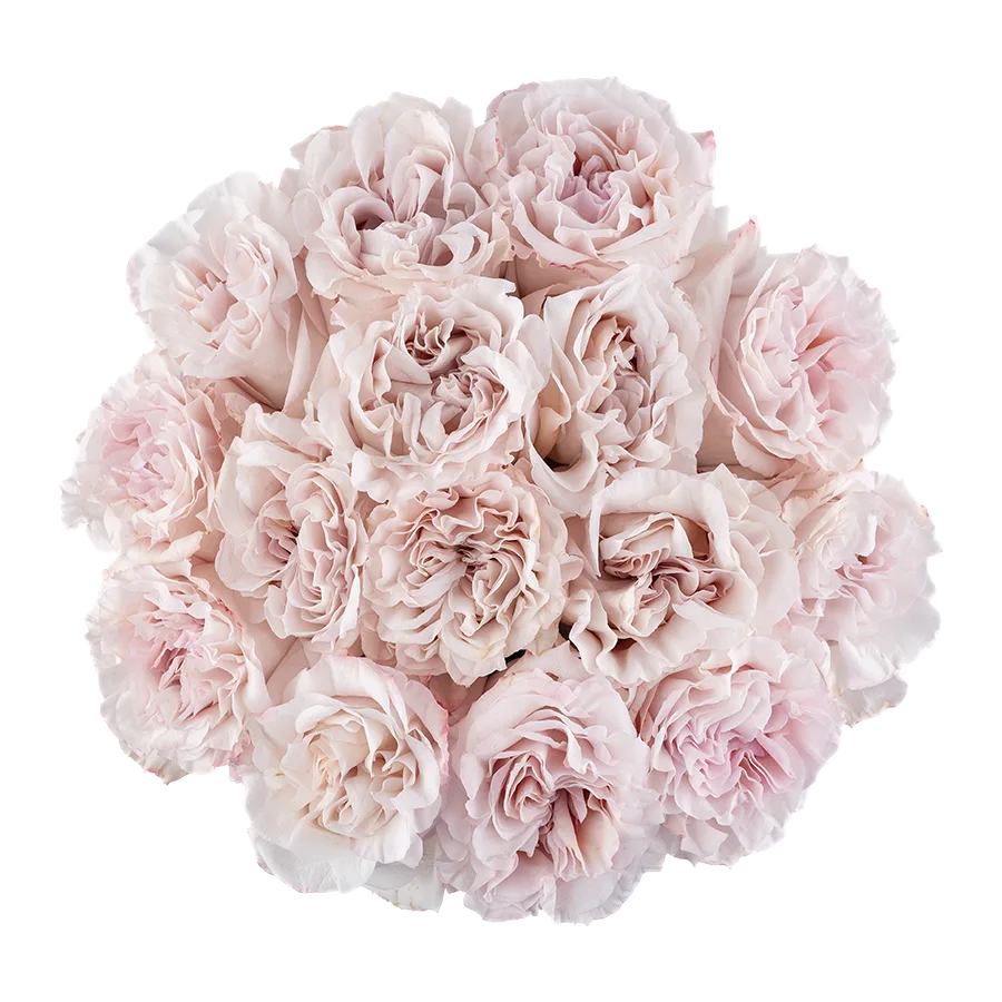 Букет из 15 садовых пыльно-сиреневых роз Паудер Пуф (03833)