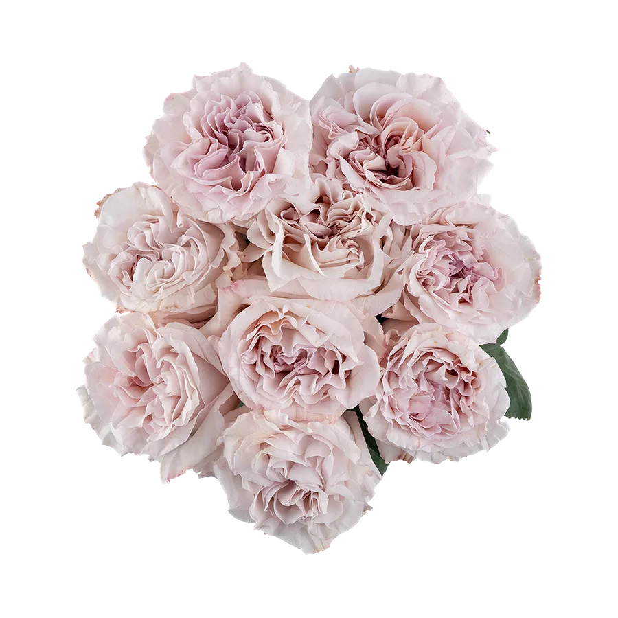 Букет из 9 садовых пыльно-сиреневых роз Паудер Пуф (03836)