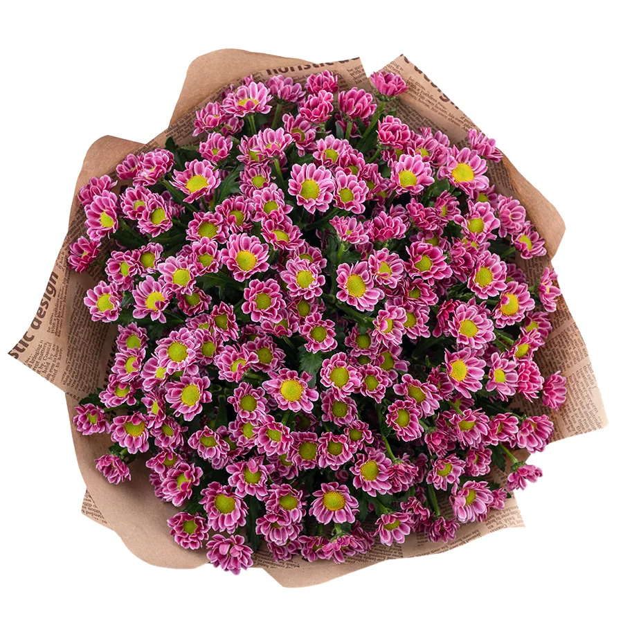 Букет из 21 пурпурной кустовой хризантемы Сантини Любовь (02863)