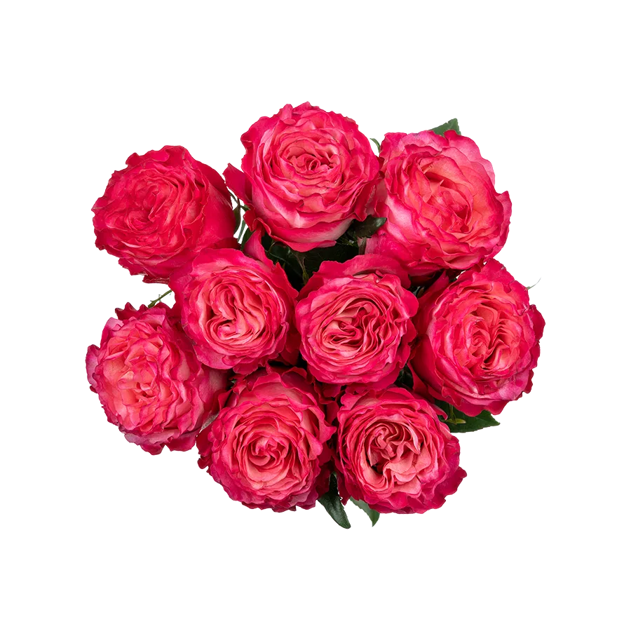 Букет из 9 ярко-малиновых роз Энчентмент (03863)