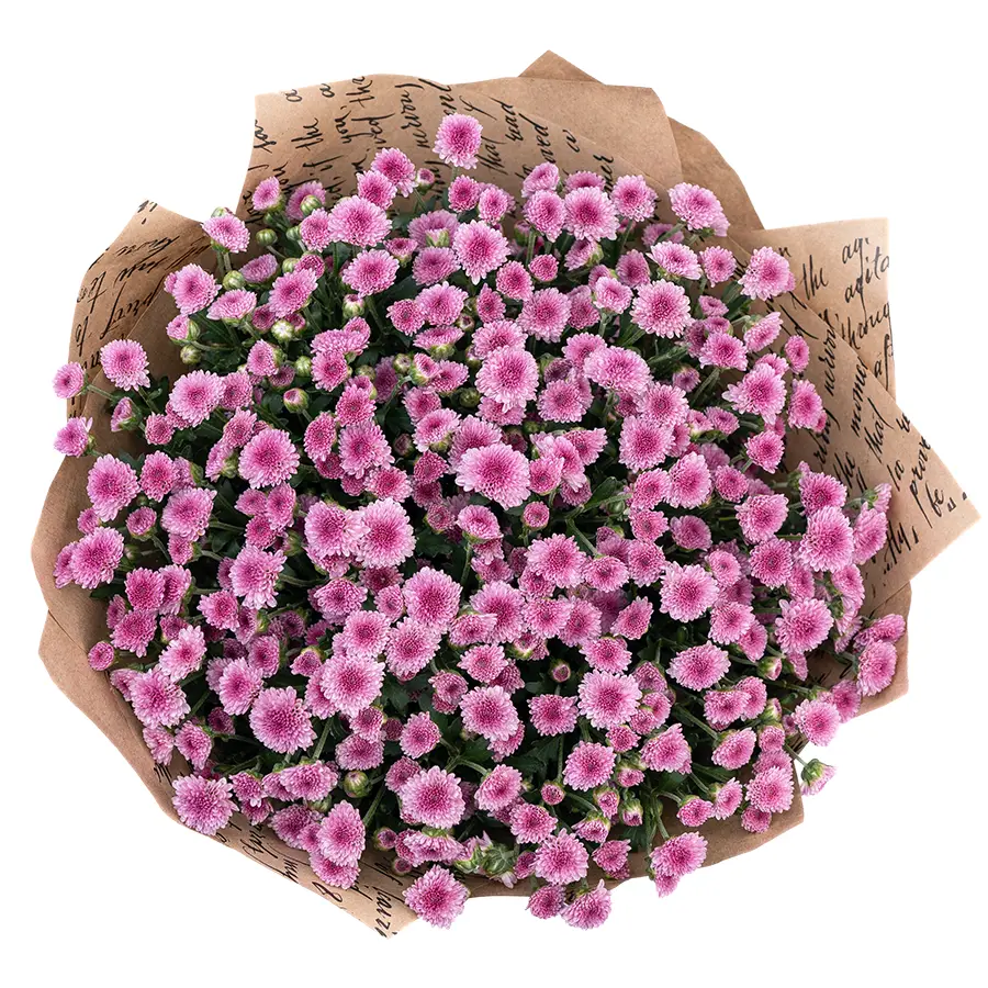 Букет из 17 тёмно-розовых кустовых хризантем Сантини Мадиба Пинк Тёло (02704)