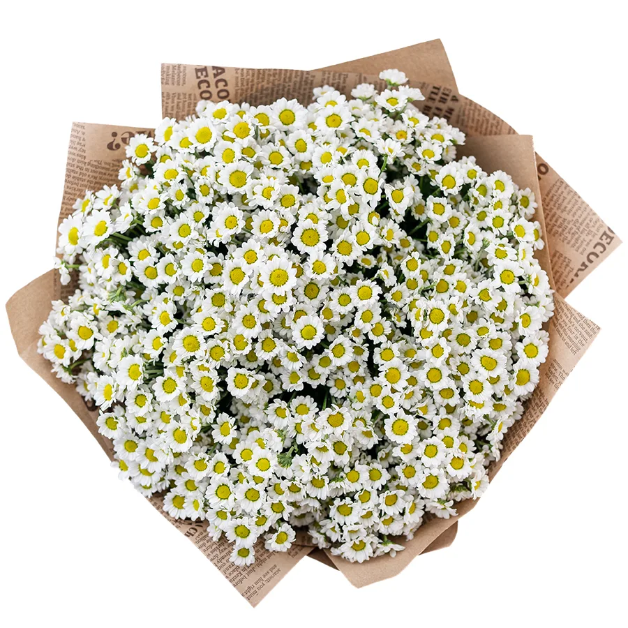 Букет из 23 белых кустовых хризантем Сантини Мадиба Линди Вайт (02815)