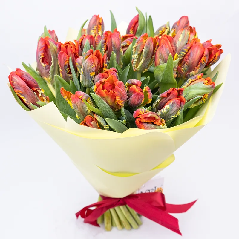 Букет из 29 красных попугайных тюльпанов Пэррот Рококо (01986)