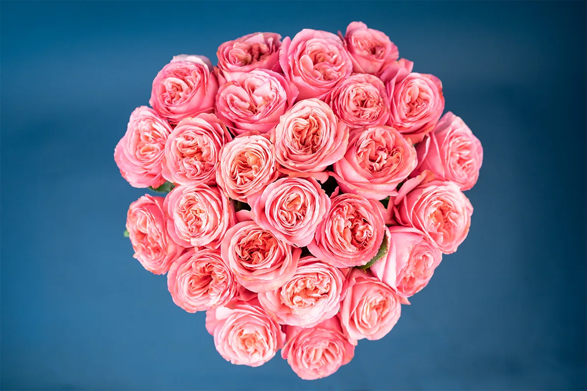 Букет из 25 ярко-розовых пионовидных роз Пинк Экспрешн (01322)