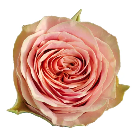 Роза пионовидная лососево-розовая Вайлд Лук (00436)