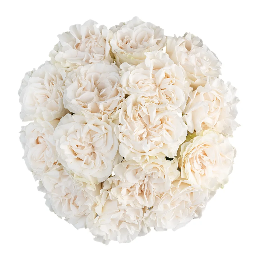 Букет из 15 белых пионовидных роз Коттон Экспрешн (03151)