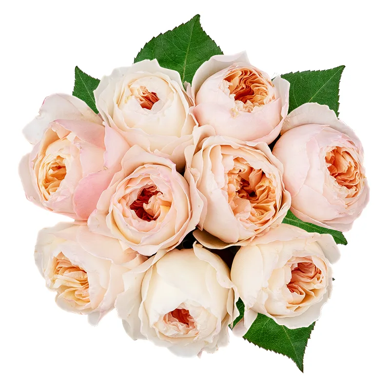 Букет из 9 персиковых садовых роз Дэвида Остина Джульетта (01460)
