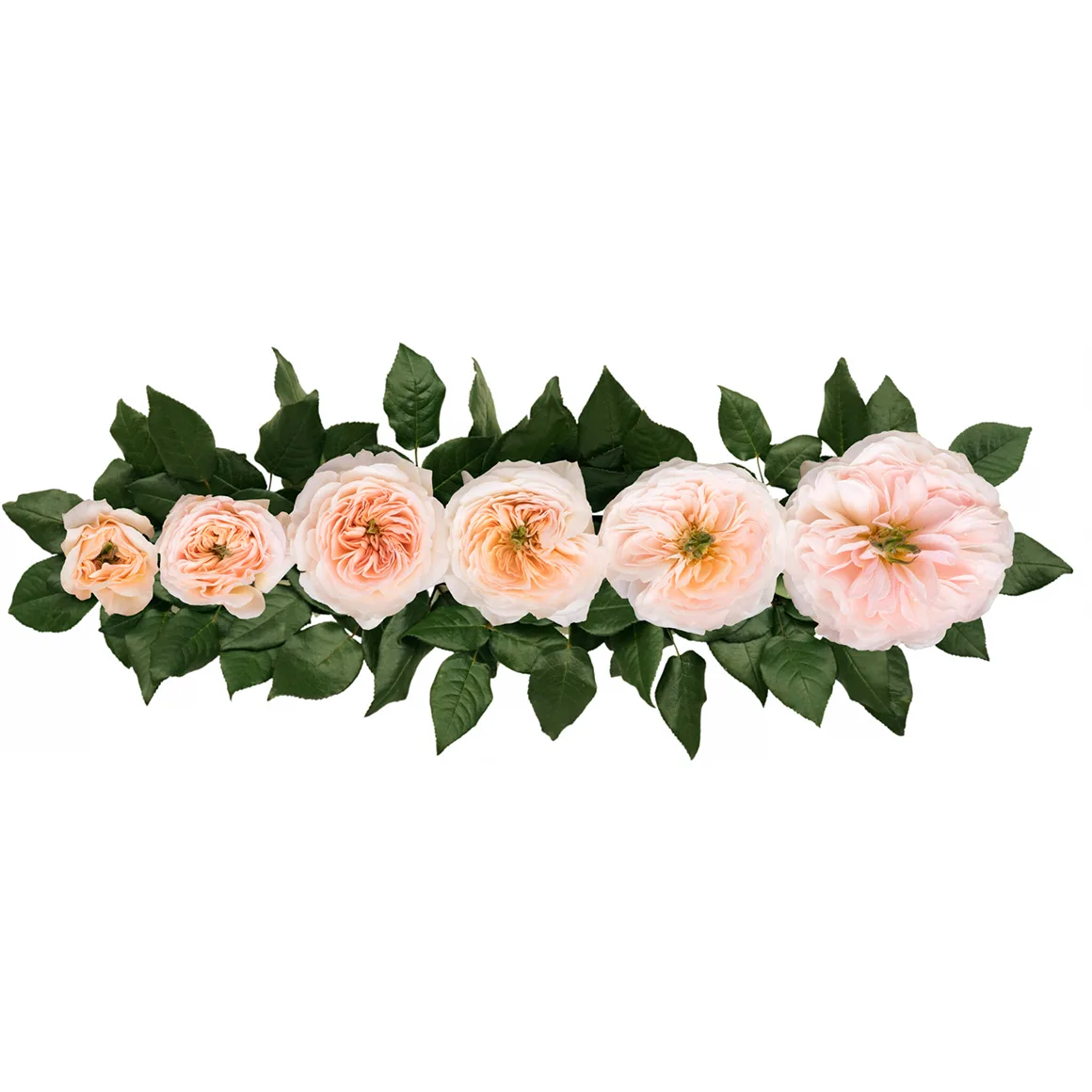 Роза садовая нежно-розовая Дэвида Остина Чарити (00227)