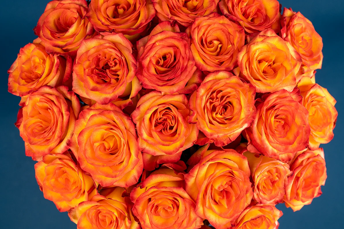 Букет из 25 оранжево-красных роз Хай Мэйджик (01607)