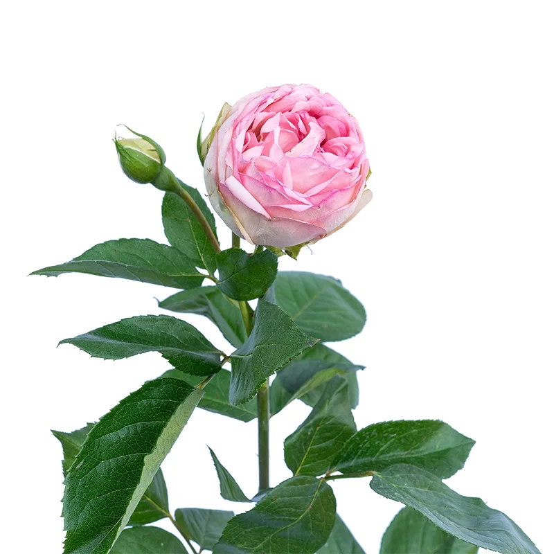 Роза садовая нежно-розовая Шарминг Пиано (00410)