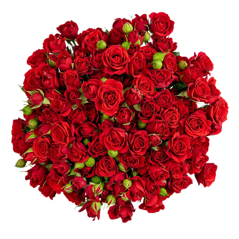 Букет из 27 красных кустовых роз Мирабель (01726)