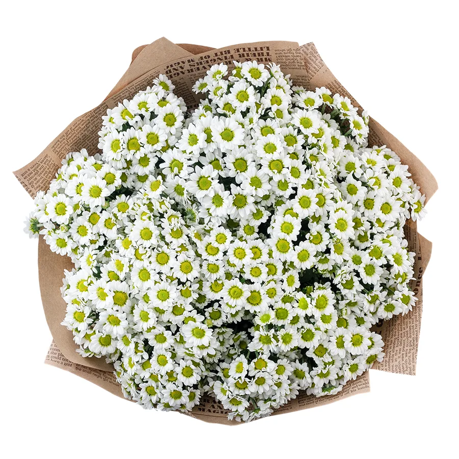 Букет из 17 белых кустовых хризантем Сантини Пиксель Сноуи (02896)