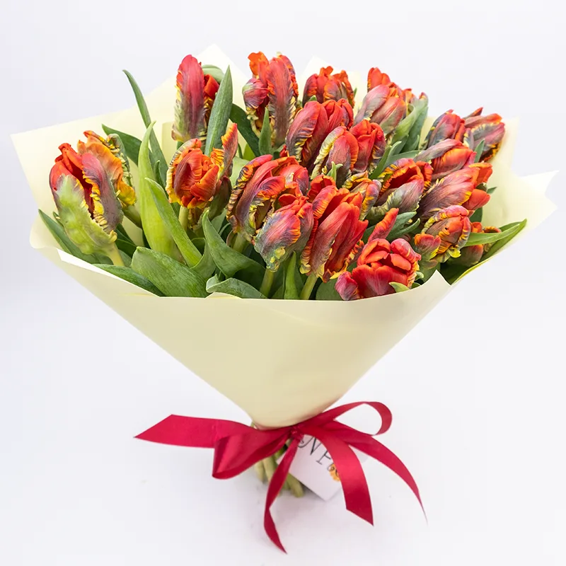 Букет из 23 красных попугайных тюльпанов Пэррот Рококо (01989)