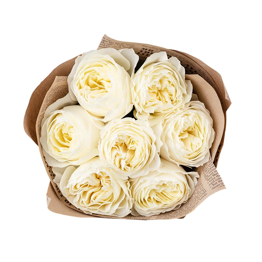 Букет из 7 бело-кремовых пионовидных роз Колдплей (02879)