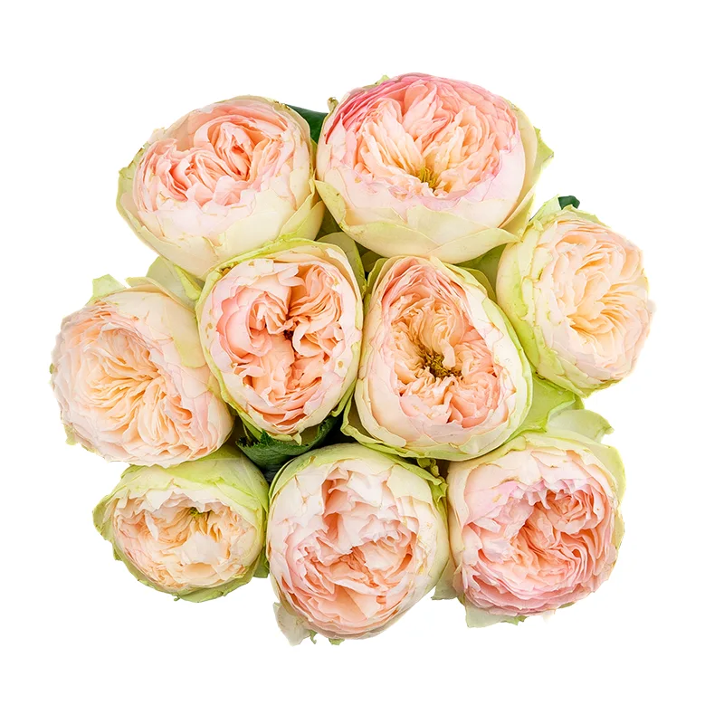 Букет из 9 кремово-розовых садовых роз Пинки Пай (01628)