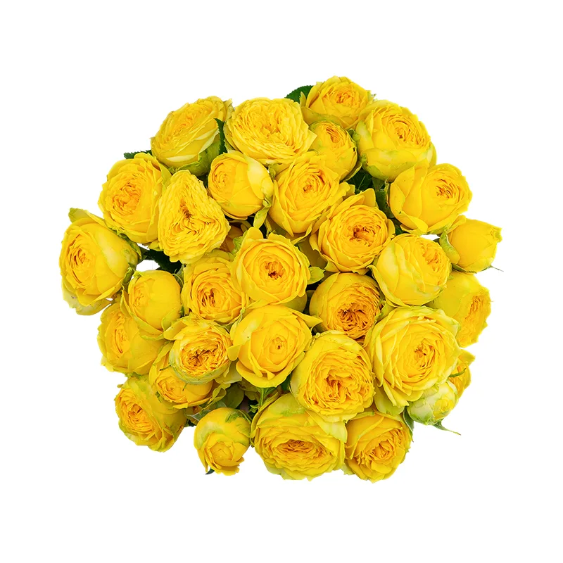 Букет из 13 жёлтых кустовых пионовидных роз Луна Трендсеттер (01703)