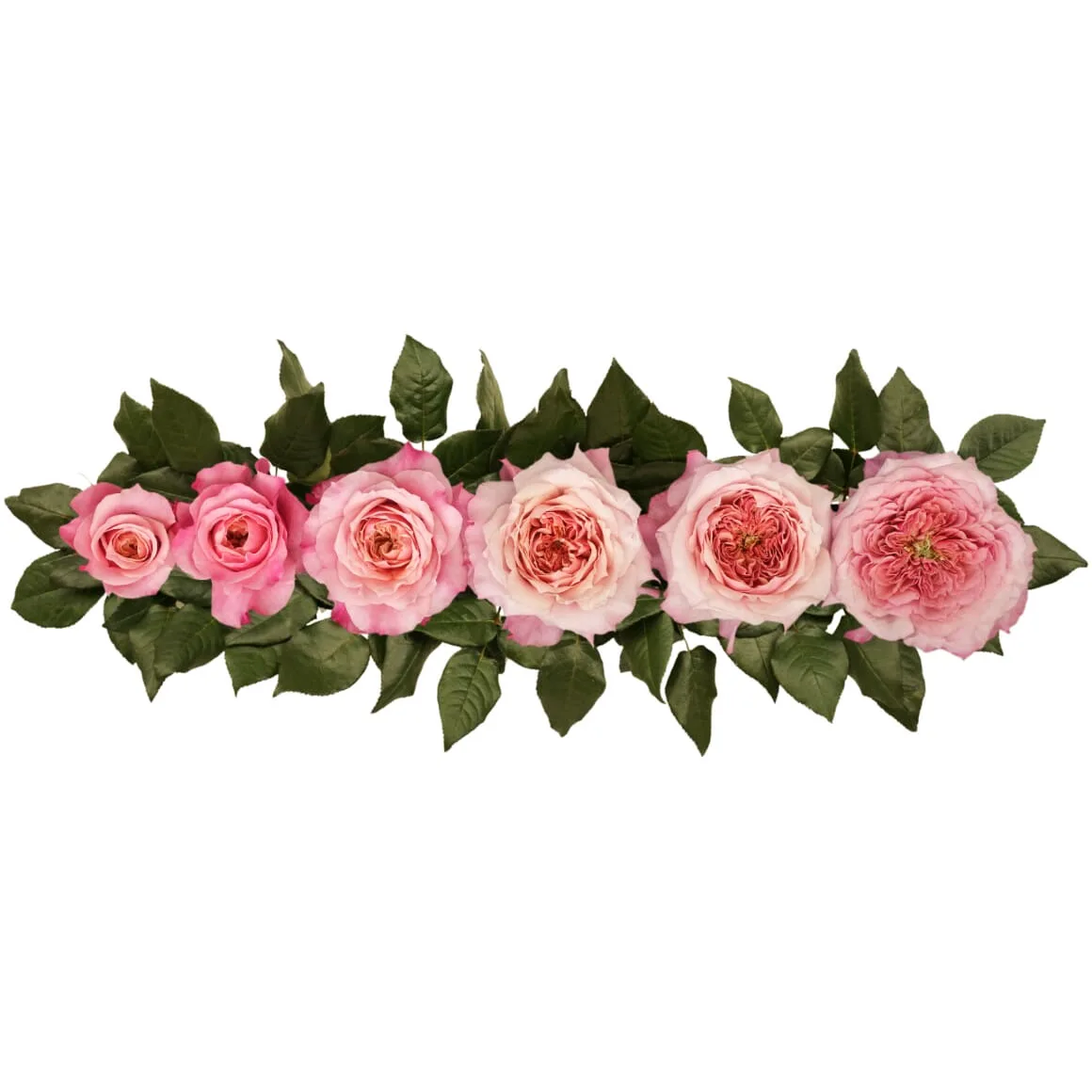 Роза садовая розово-персиковая Мияби (00258)