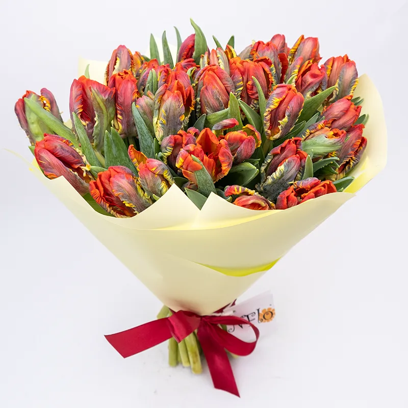 Букет из 39 красных попугайных тюльпанов Пэррот Рококо (01981)